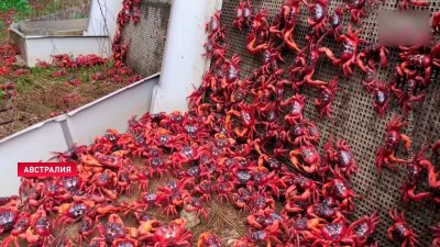 Миграция красных крабов остров Рождества
