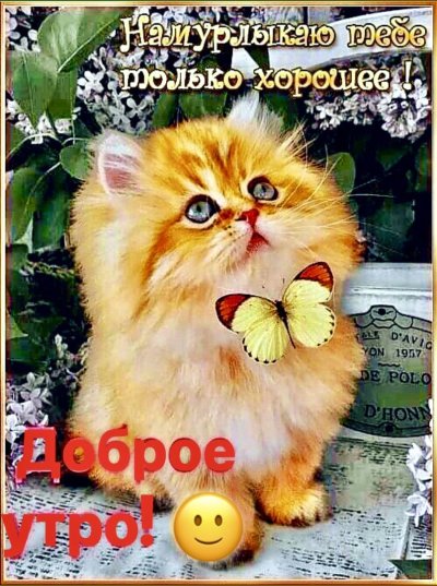 Хорошего дня открытки с котами