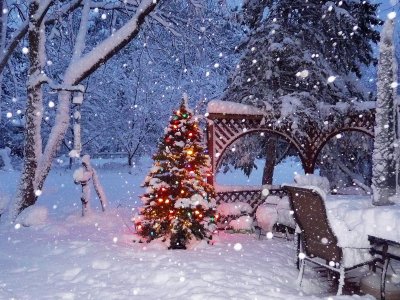 Новогодняя природа