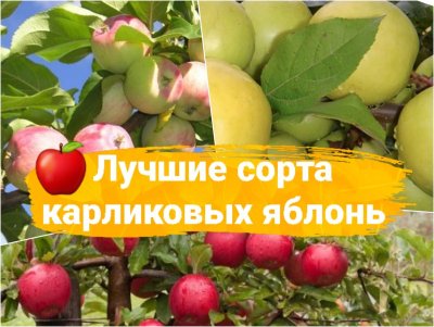 Яблоня карликовая Братчуд