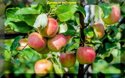 Яблоня сладкоежка