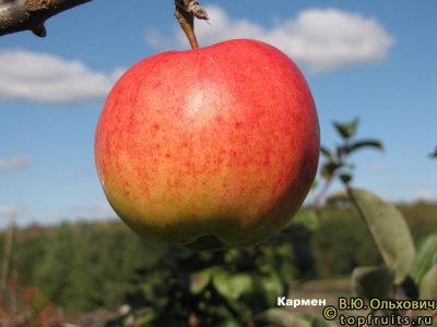 Сорт яблони Хоней Крисп