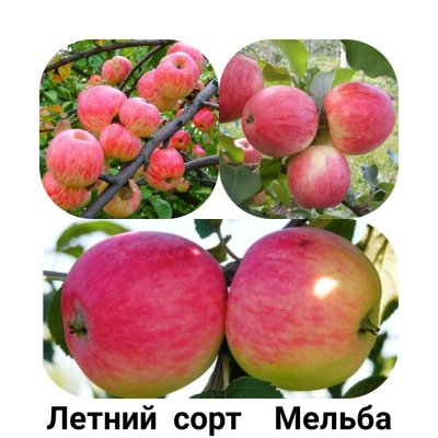 Саженцы яблони Мельба