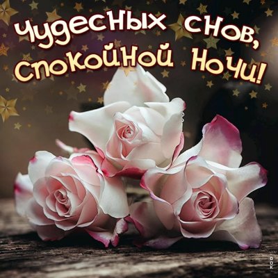 Цветы с пожеланием спокойной ночи