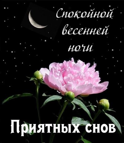 Спокойной ночи пионы