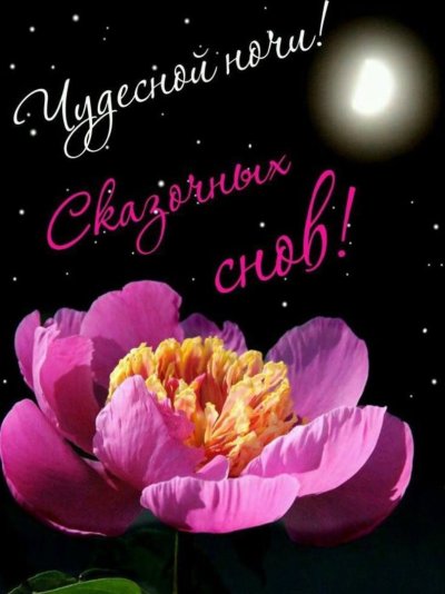 Спокойной ночи цветы